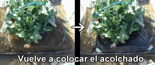 Vuelve a colocar el acolchado