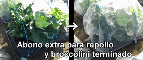 Abono extra para repollo (col repollo) y broccolini (brócoli rapini) terminado
