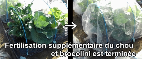 La fertilisation supplémentaire du chou (chou cabus) et du brocolini (brocoli bimi) est terminée