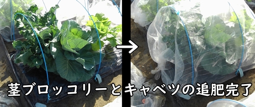 キャベツ（新藍キャベツ）と茎ブロッコリー（スティックセニョール）の追肥完了