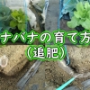 のらぼう菜の育て方：肥料の追肥（菜花・なばなに鶏糞を追肥します）