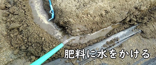 追肥した鶏糞に水をかける