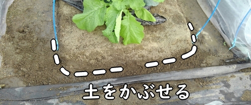 鶏糞に土をかぶせる