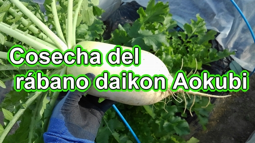 Cosecha del rábano daikon Aokubi (rábano japonés Aokubi)