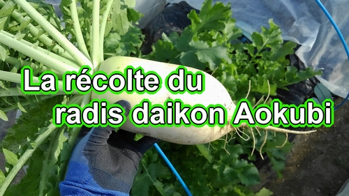 La récolte du radis daikon Aokubi (radis blanc Aokubi)