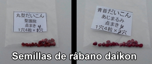 Semillas de rábano daikon (rábano japonés)
