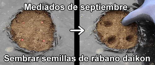 El rábano daikon (rábano japonés) se sembró a mediados de septiembre