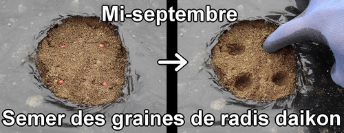 Le radis daikon (radis japonais) a été semé à la mi-septembre