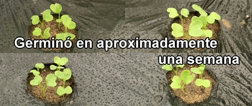 Germinó en aproximadamente una semana