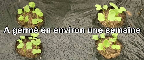 A germé en environ une semaine