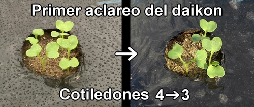 El primer aclareo del rábano daikon (rábano japonés)