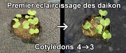 Le premier éclaircissage des radis daikon (radis blanc)