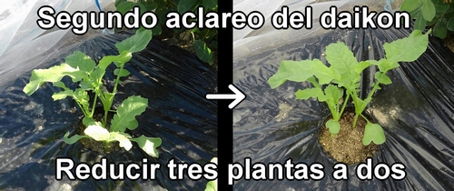 El segundo aclareo del rábano daikon (rábano japonés)