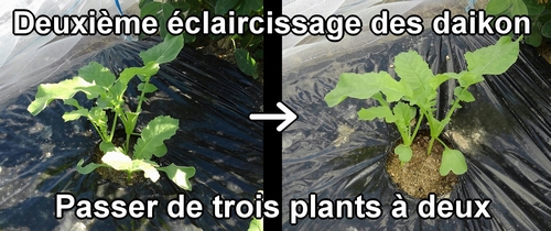 Le deuxième éclaircissage des radis daikon (radis japonais)