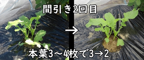 大根の間引き2回目