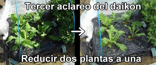 El tercer aclareo del rábano daikon (rábano japonés)