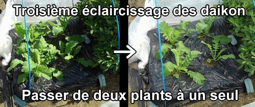 Le troisième éclaircissage des radis daikon (radis blanc)