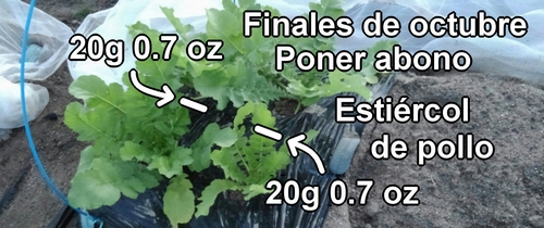 Fertilizante extra para el rábano daikon (rábano japonés)