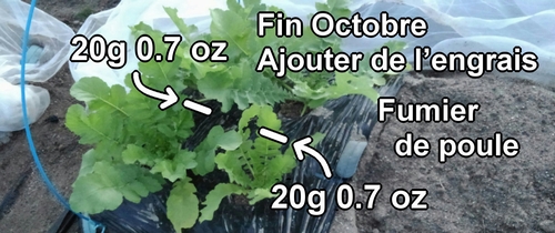 Engrais supplémentaire pour le radis daikon (radis japonais)