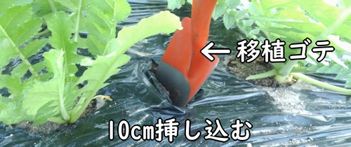 畝に移植ゴテを挿しこむ