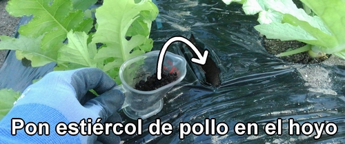Pon estiércol de pollo en el hoyo