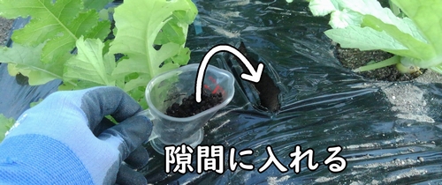 鶏糞を追肥する