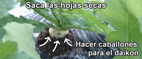 Hacer caballones para el rábano daikon (Cubre la base de los rábanos daikon con tierra)