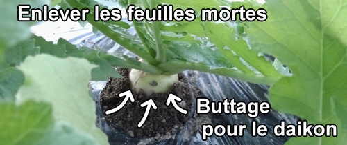 Le buttage pour le radis daikon (Couvrir la base des radis daikon avec de la terre)