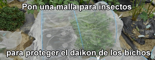 Pon una malla para insectos para proteger el rábano daikon (rábano japonés) de los bichos