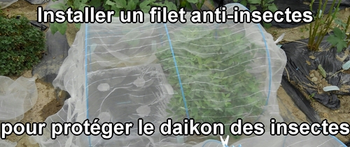 Installer un filet anti-insectes pour protéger le radis daikon (radis blanc) des insectes