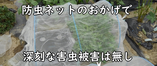 虫よけのため、防虫ネットを張る