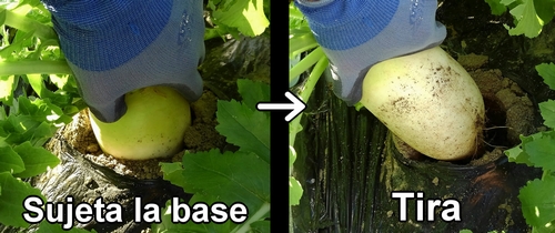 Cosechando rábano daikon (rábano japonés)