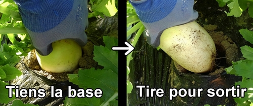Récolte du radis daikon (radis blanc)