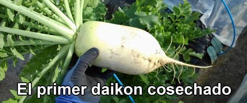 El primer rábano daikon (rábano japonés) cosechado