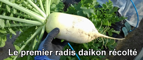 Le premier radis daikon (radis japonais) récolté