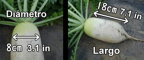 El rábano daikon (rábano japonés) cosechado tenía aproximadamente 8cm (3.1 in) de diámetro y 18cm (7.1 in) de largo