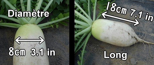 Le radis daikon (radis blanc) récolté faisait 8cm (3.1 in) de diamètre et 18cm (7.1 in) de long