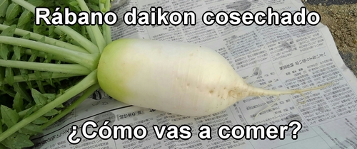 ¿Cómo vas a comer el rábano daikon que recogiste?