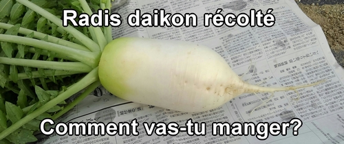 Comment vas-tu manger le radis daikon (radis blanc) récolté?