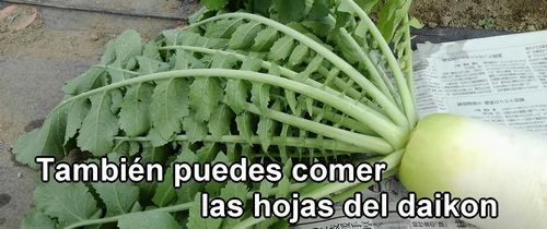 También puedes comer las hojas del rábano daikon