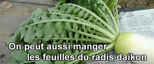 On peut aussi manger les feuilles du radis daikon (radis japonais)