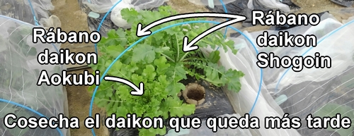 Voy a cosechar el rábano daikon (rábano japonés) que queda más tarde