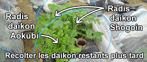 Je vais récolter les radis daikon (radis japonais) restants plus tard