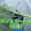 茎ブロッコリーの収穫