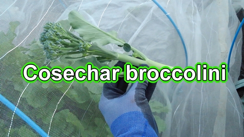 Cosechar broccolini (Mejor momento para cosechar brócoli bimi)