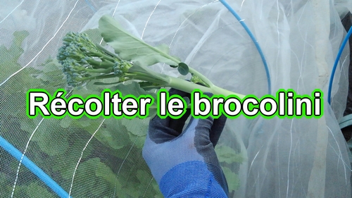 Récolter le brocolini (Le meilleur moment pour récolter le brocoli bimi)