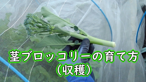 茎ブロッコリーの収穫