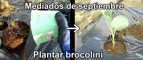 Plantar broccolini (a mediados de septiembre)