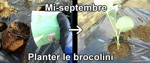 Plantation du brocolini (mi-septembre)
