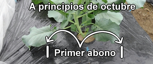 Primera fertilización para broccolini (a principios de octubre)